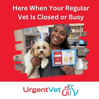 ヒロ・ヤマガタ VETERINARIAN HIROYAMAGATA Amazon.com: A Veterinarian in Another World：Jyuisan No