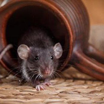 Taylor's Weed & Pest Control - 3 Signs Your Home Might Be Infested With Mice - Pest Control Near Me - Hobbs, New Mexico Taylor's Weed & Pest Control - 3 Signs Your Home Might Be Infested With Mice - Pest Control Near Me - Hobbs, New Mexico
