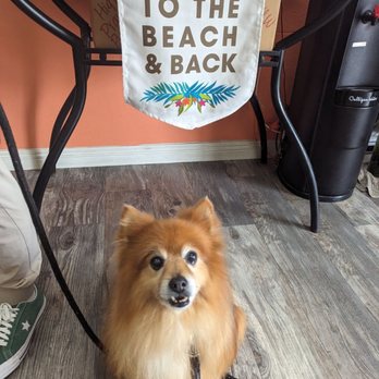 Beach Dog Fun - Pet Sitting Near Me - Camarillo, California Beach Dog Fun - Pet Sitting Near Me - Camarillo, California