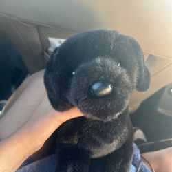 Star Tulip Stuffies House of Fine Stuffed Animals - My Douglas dog