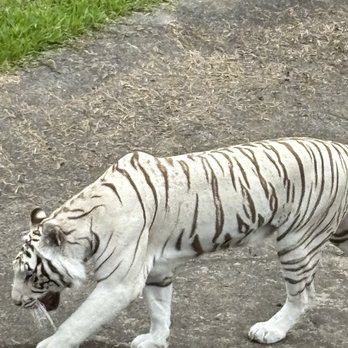Pana'ewa Rainforest Zoo & Gardens - White tiger! - Zoos Near Me - Hilo, Hawaii