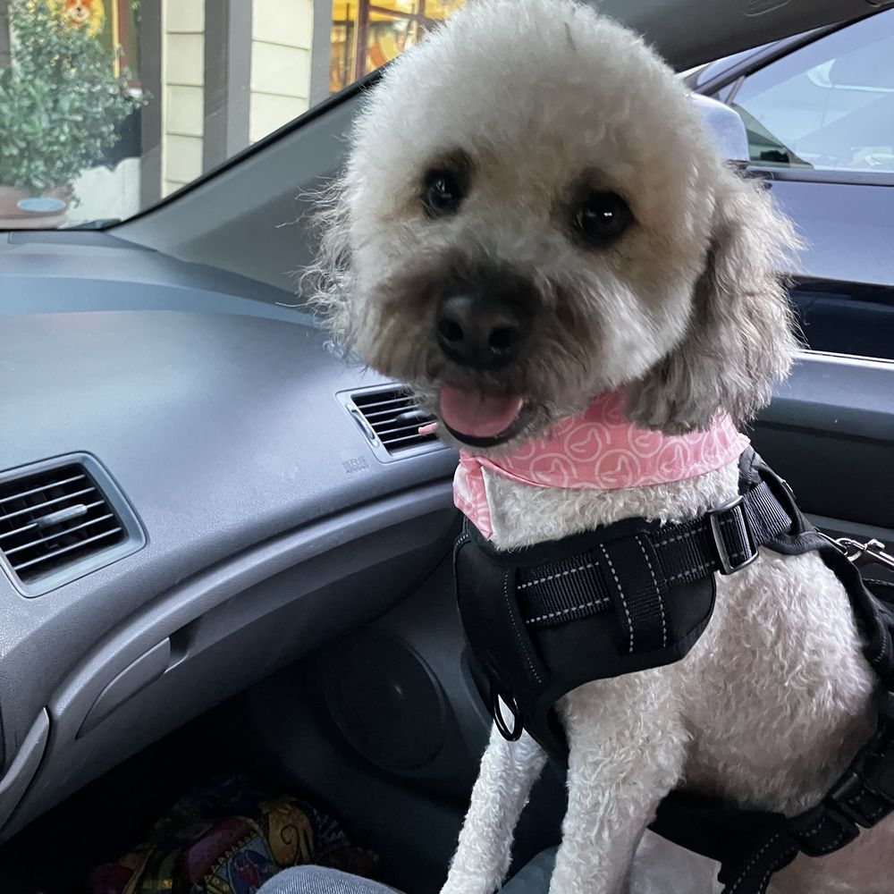 Wag N Purr Grooming - Pet Groomers Near Me - Ontario, California