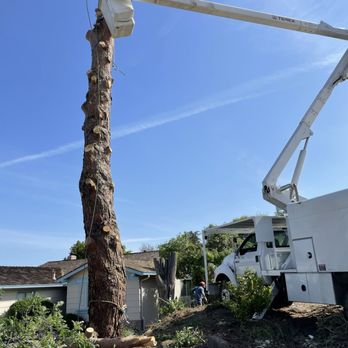 Tony’s Tree Service - Tree Services Near Me Tony’s Tree Service - Tree Services Near Me