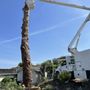 Tony’s Tree Service
