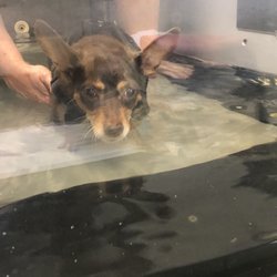 houston's ear cropping clinic