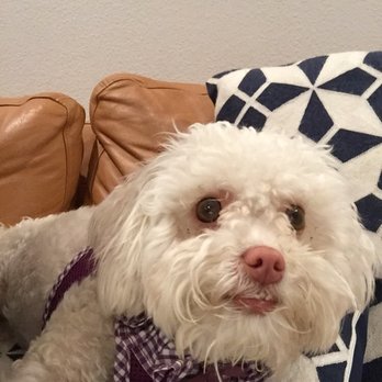 Little Paws Pet Care - Dog Walkers Near Me