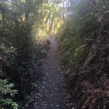 Huckleberry Botanic Regional Preserve - Another beautiful spot in the Preserve. - Parks Near Me - Oakland, California Huckleberry Botanic Regional Preserve - Another beautiful spot in the Preserve. - Parks Near Me - Oakland, California