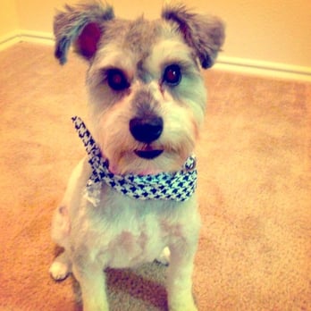 Hot Dog Grooming - Miniature Schnauzer teddy bear cut - Pet Groomers Near Me - Houston, Texas Hot Dog Grooming - Miniature Schnauzer teddy bear cut - Pet Groomers Near Me - Houston, Texas