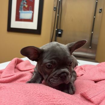 Healing Arts Veterinary Center - Happy puppy - Veterinarians Near Me - West Palm Beach, Florida