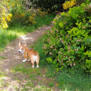 Bandix Dog Park - Dog Parks Near Me - Olalla, Washington Bandix Dog Park - Dog Parks Near Me - Olalla, Washington