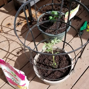 The Home Depot - Re-using last year's tomato planters with new tomato plants. - Nurseries & Gardening Near Me - Charleston, South Carolina The Home Depot - Re-using last year's tomato planters with new tomato plants. - Nurseries & Gardening Near Me - Charleston, South Carolina
