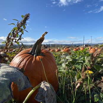Hoffman Farm Store - Fruits & Veggies Near Me - Beaverton, Oregon