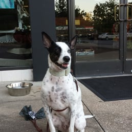 Mushu posing in front of the store. Mushu posing in front of the store.