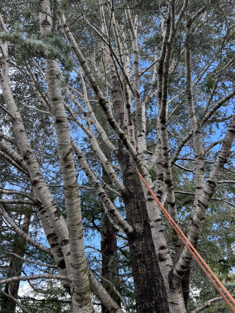 GOLDEN TREE CARE 17 Photos Novato, California Tree Services