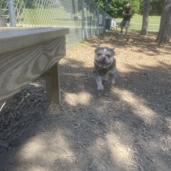 Dog Park At Willow Park - Dog Parks Near Me - Bennington, Vermont Dog Park At Willow Park - Dog Parks Near Me - Bennington, Vermont