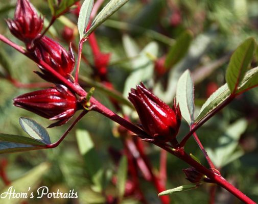 Atlanta Botanical Garden by null