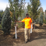 Urban Forest Services
