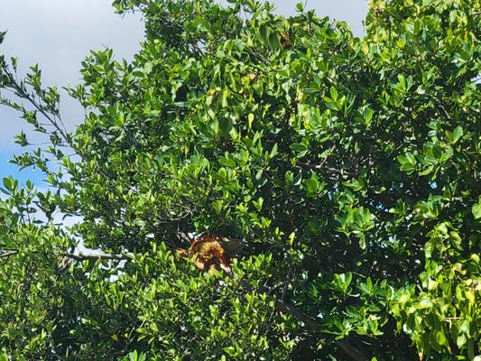 Oleta River State Park by null