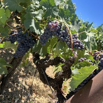 Villa Toscano Winery - Wineries Near Me - Plymouth, California Villa Toscano Winery - Wineries Near Me - Plymouth, California