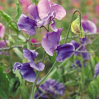 The Oracle Tattoo Studio - Sweet peas are the inspiration - Tattoo Near Me - Spring Valley, California