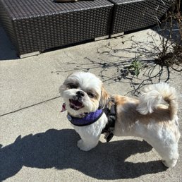 Chewie after his first Perfect Pet grooming!