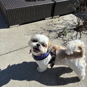 Perfect Pet Salon - Chewie after his first Perfect Pet grooming! - Pet Groomers Near Me - Concord, California