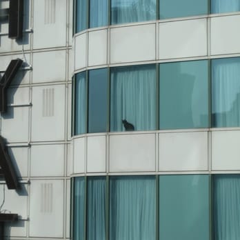 Hyatt Regency Toronto - Tiny kitty in the window of the Hyatt. - Hotels Near Me - Toronto, Ontario