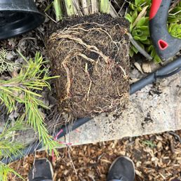 Pot bound grass Pot bound grass