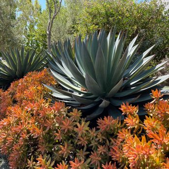 Budget Plants - Agave Blue Glow complimented with Sedum Coppertone. - Nurseries & Gardening Near Me - Arcadia, California