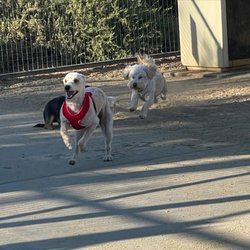 Whittier Dog Park