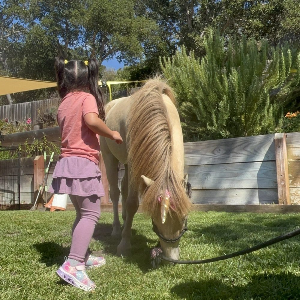 D'Rose Petting Zoo - Petting Zoos Near Me - Gilroy, California D'Rose Petting Zoo - Petting Zoos Near Me - Gilroy, California