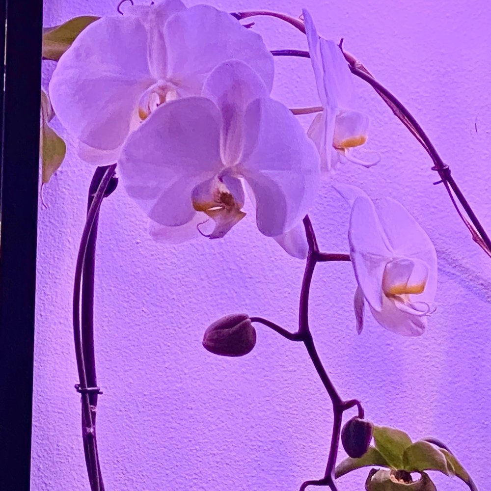 Citrine Bloom - My beautiful orchid, at home! Doing so well! - Nurseries & Gardening Near Me - Portland, Oregon Citrine Bloom - My beautiful orchid, at home! Doing so well! - Nurseries & Gardening Near Me - Portland, Oregon