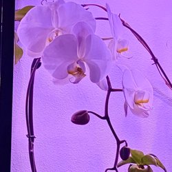 My beautiful orchid, at home! Doing so well!