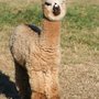 Photo of Dreamland Alpacas