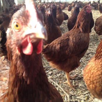 Polyface - Farms Near Me - Swoope, Virginia