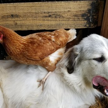 The Fancy Chicken Farm - This farm offers up local grown pasture raised eggs and poultry. - Farmers Market Near Me - Blakely, California The Fancy Chicken Farm - This farm offers up local grown pasture raised eggs and poultry. - Farmers Market Near Me - Blakely, California