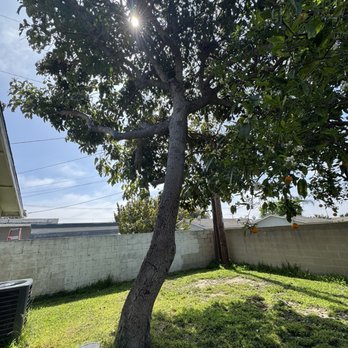 Tree Services Flores - Tree Services Near Me Tree Services Flores - Tree Services Near Me
