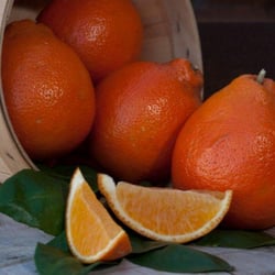 Countryside Citrus - Juicy and Delicious Honeybells!