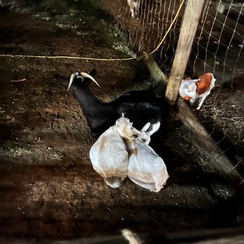 Spring Haven Farm - Mamma and babies and one jealous goat in a pumpkin sweater. - Farms Near Me - Chapel Hill, North Carolina