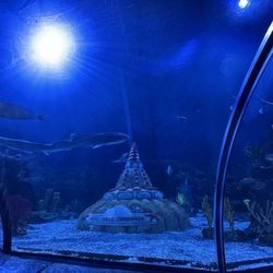 Sea Life Aquarium - Sea Life Aquatic Animals