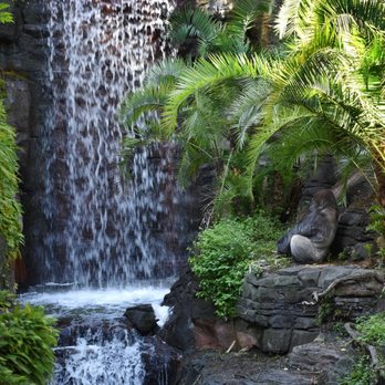 Gorilla Falls Exploration Trail - Gorilla enjoying the waterfalls - Amusement Parks Near Me - Lake Buena Vista, Florida