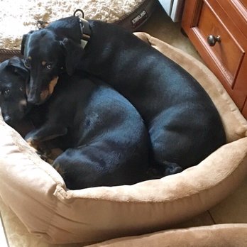 My Urban Dog - My dogs snuggling at My Urban Dog - Dog Walkers Near Me - San Diego, California My Urban Dog - My dogs snuggling at My Urban Dog - Dog Walkers Near Me - San Diego, California