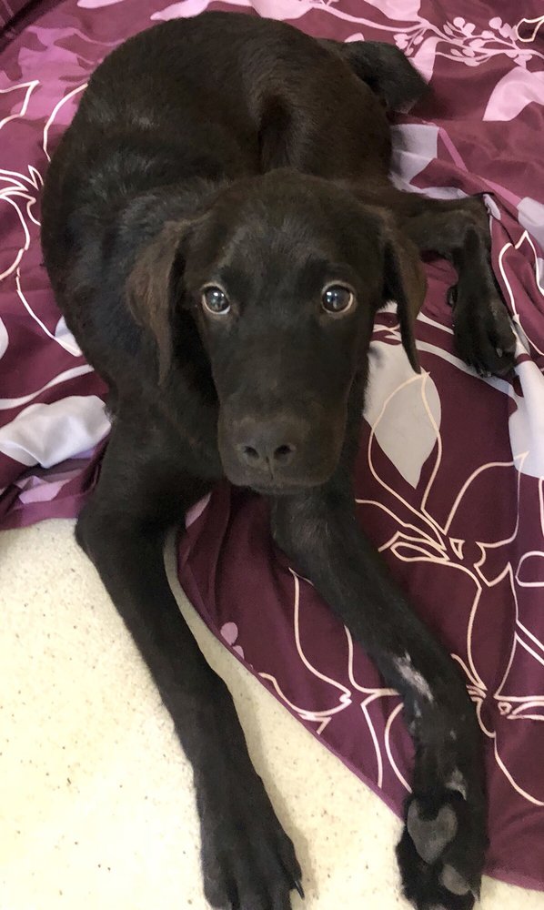 ALL 4 PAWS 708 Petigru Dr, Pawleys Island, SC Yelp