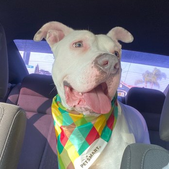 PetSmart - Grooming pit - Pet Stores Near Me - Downey, California