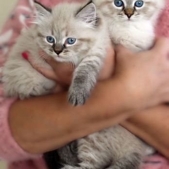 Royal Siberian Cats - Pet Breeders Near Me - Lafayette, California Royal Siberian Cats - Pet Breeders Near Me - Lafayette, California