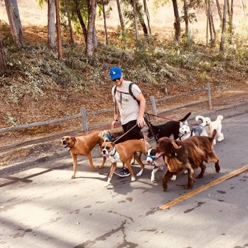 OC Pup Scouts - Dog Walkers Near Me - Dana Point, California OC Pup Scouts - Dog Walkers Near Me - Dana Point, California