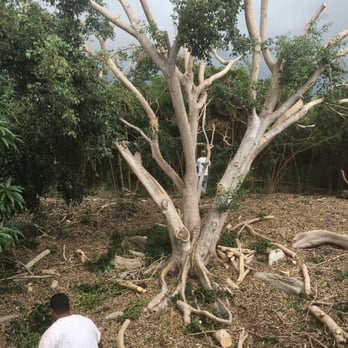 Sunshine Tree Service - Tree Services Near Me Sunshine Tree Service - Tree Services Near Me