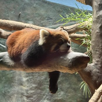 Tulsa Zoo - Red Panda exhibit - Zoos Near Me - Tulsa, Oklahoma Tulsa Zoo - Red Panda exhibit - Zoos Near Me - Tulsa, Oklahoma