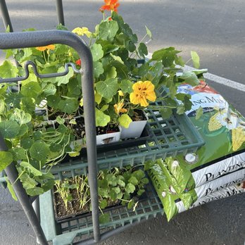 Armstrong Garden Centers - Nurseries & Gardening Near Me - Carlsbad, California Armstrong Garden Centers - Nurseries & Gardening Near Me - Carlsbad, California