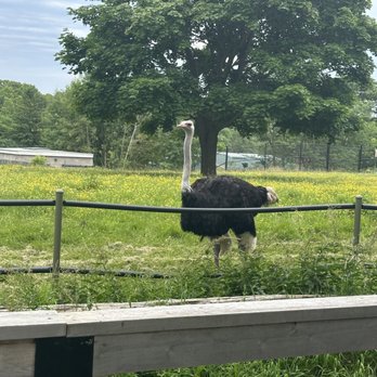 Toronto Zoo - Ostrich - Zoos Near Me - Toronto, Ontario